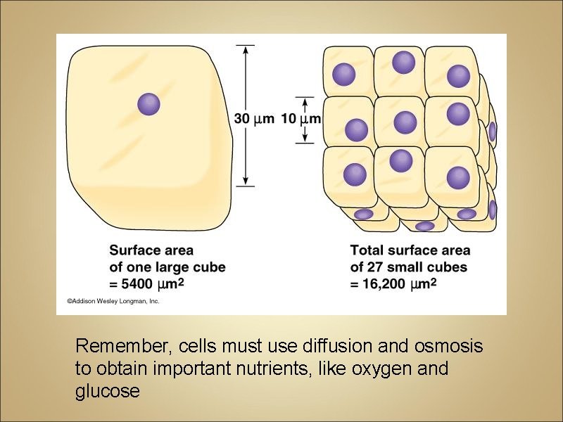 Remember, cells must use diffusion and osmosis to obtain important nutrients, like oxygen and