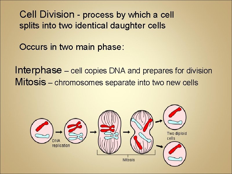Cell Division - process by which a cell splits into two identical daughter cells