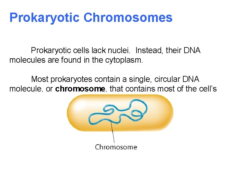 Prokaryotic Chromosomes Prokaryotic cells lack nuclei. Instead, their DNA molecules are found in the