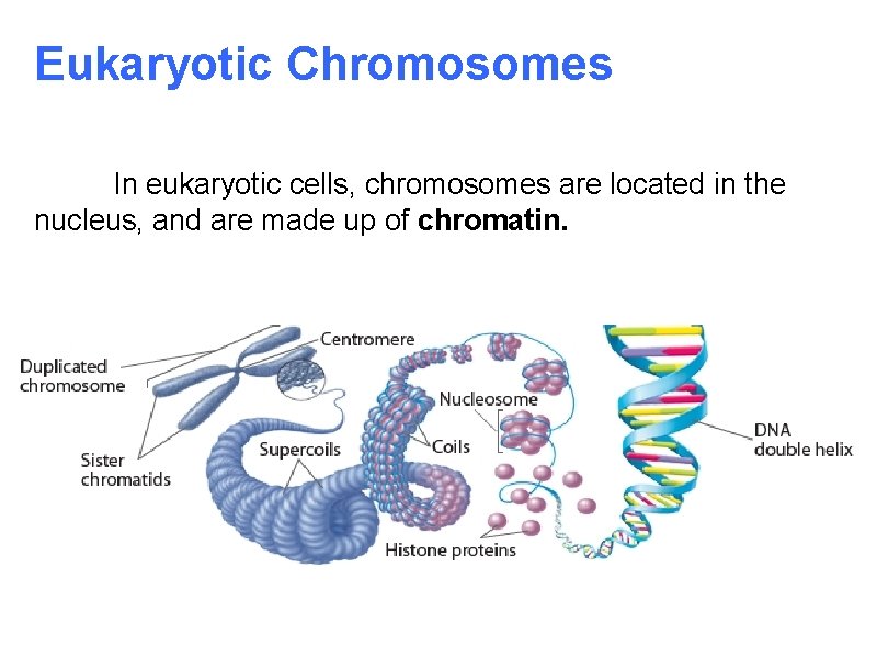 Eukaryotic Chromosomes In eukaryotic cells, chromosomes are located in the nucleus, and are made