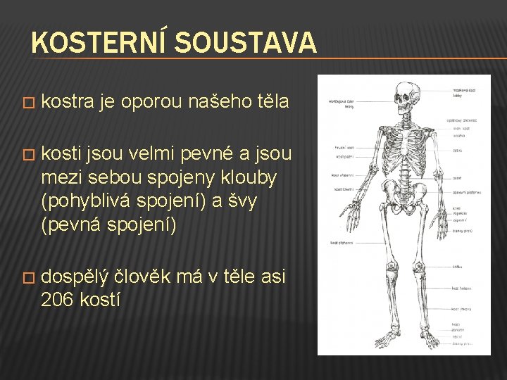 KOSTERNÍ SOUSTAVA � kostra je oporou našeho těla � kosti jsou velmi pevné a