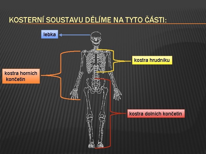 KOSTERNÍ SOUSTAVU DĚLÍME NA TYTO ČÁSTI: lebka kostra hrudníku kostra horních končetin kostra dolních
