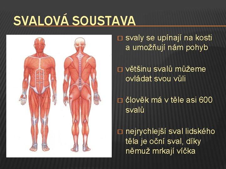 SVALOVÁ SOUSTAVA � svaly se upínají na kosti a umožňují nám pohyb � většinu
