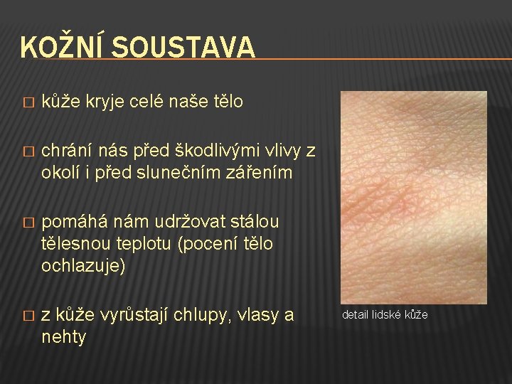 KOŽNÍ SOUSTAVA � kůže kryje celé naše tělo � chrání nás před škodlivými vlivy