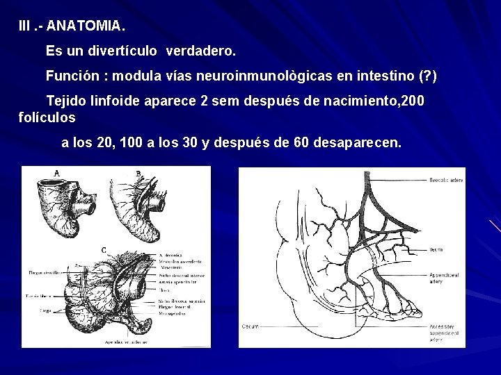 III. - ANATOMIA. Es un divertículo verdadero. Función : modula vías neuroinmunològicas en intestino