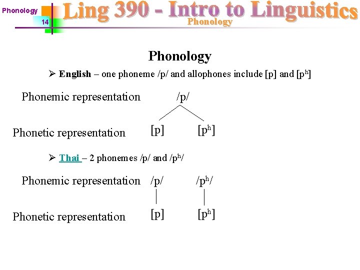 Phonology 14 Phonology Ø English – one phoneme /p/ and allophones include [p] and