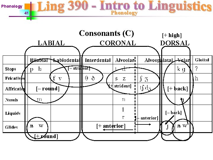 Phonology 41 Consonants (C) LABIAL [+ high] CORONAL DORSAL [– strident] [– round] [+