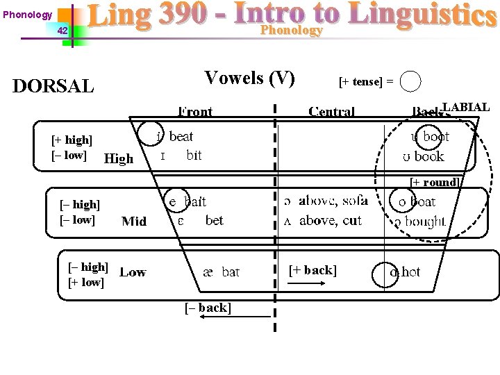 Phonology 42 DORSAL Vowels (V) [+ tense] = LABIAL [+ high] [– low] [+