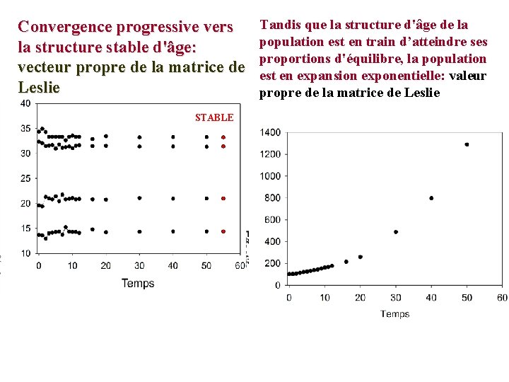 Convergence progressive vers la structure stable d'âge: vecteur propre de la matrice de Leslie