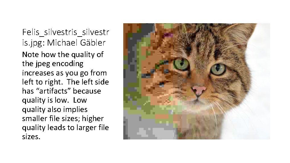 Felis_silvestr is. jpg: Michael Gäbler Note how the quality of the jpeg encoding increases