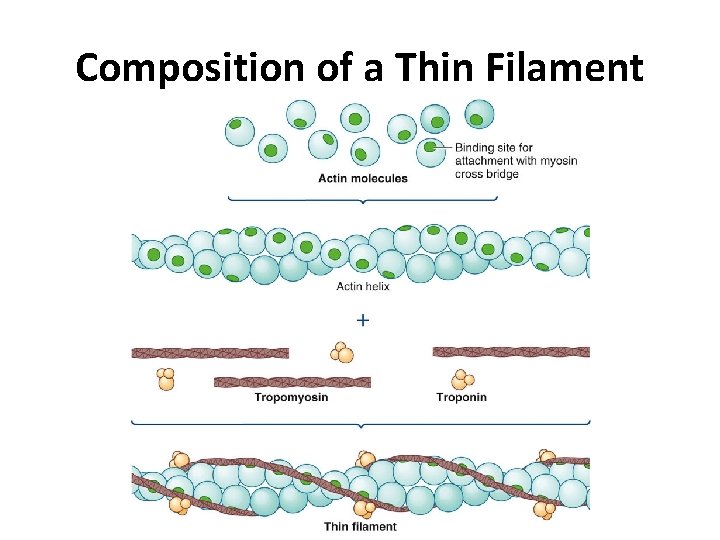 Composition of a Thin Filament 