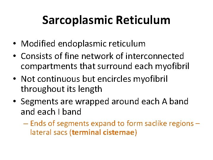 Sarcoplasmic Reticulum • Modified endoplasmic reticulum • Consists of fine network of interconnected compartments