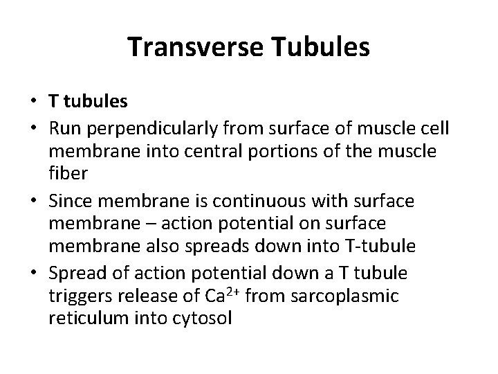 Transverse Tubules • T tubules • Run perpendicularly from surface of muscle cell membrane