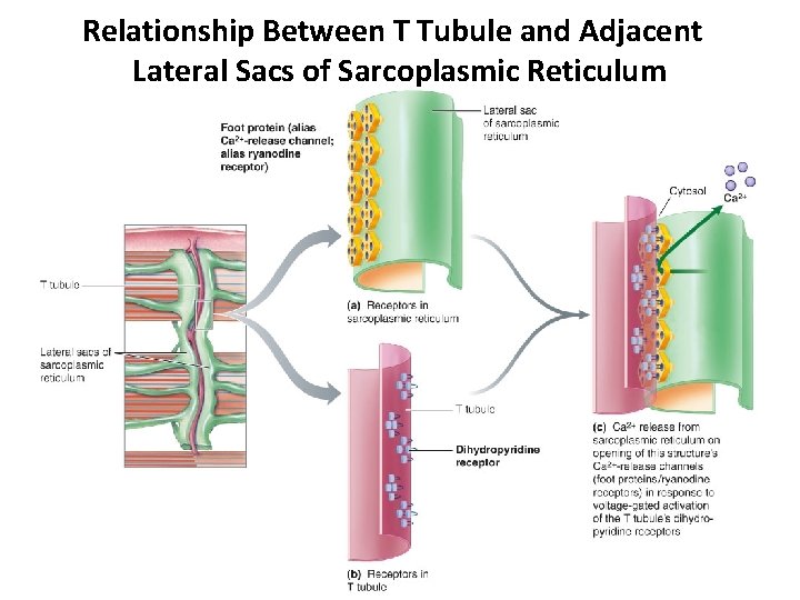 Relationship Between T Tubule and Adjacent Lateral Sacs of Sarcoplasmic Reticulum 