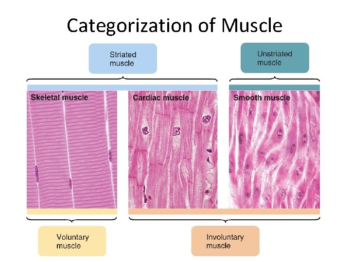 Categorization of Muscle 