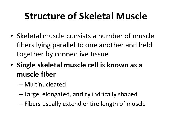 Structure of Skeletal Muscle • Skeletal muscle consists a number of muscle fibers lying