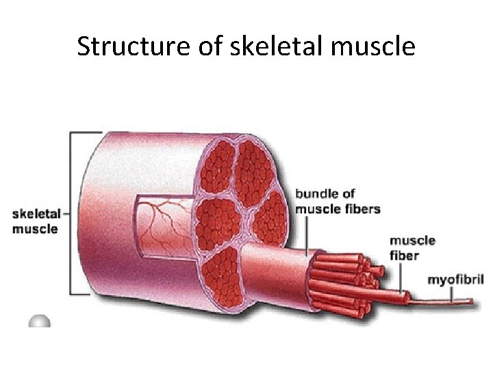 Structure of skeletal muscle 