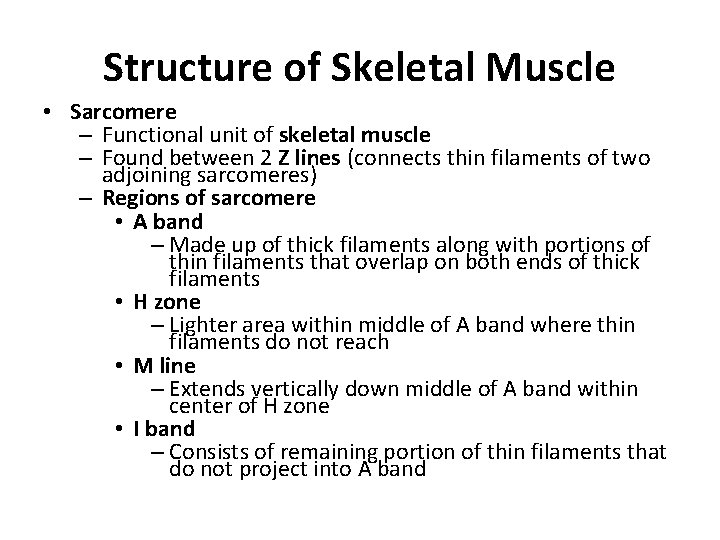 Structure of Skeletal Muscle • Sarcomere – Functional unit of skeletal muscle – Found