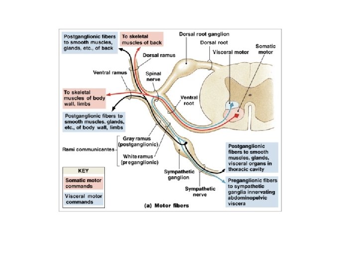 Measuring Action Potential Conduction Velocity and Determining the