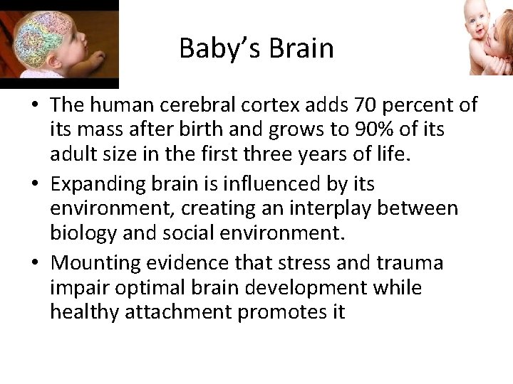 Baby’s Brain • The human cerebral cortex adds 70 percent of its mass after