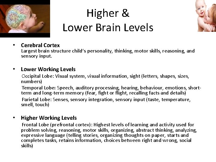 Higher & Lower Brain Levels • Cerebral Cortex Largest brain structure child’s personality, thinking,