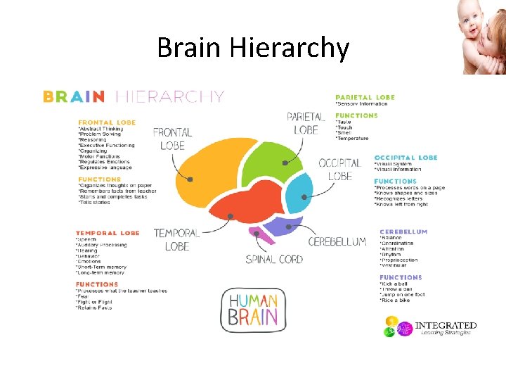 Brain Hierarchy 
