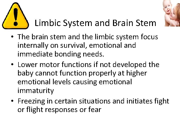  Limbic System and Brain Stem • The brain stem and the limbic system