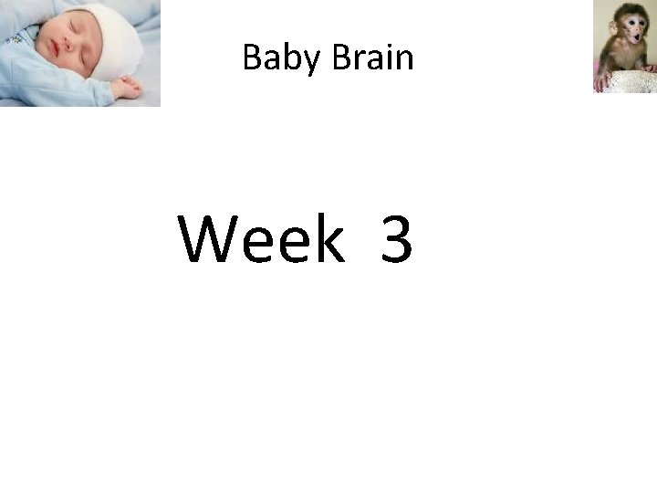 Baby Brain Week 3 