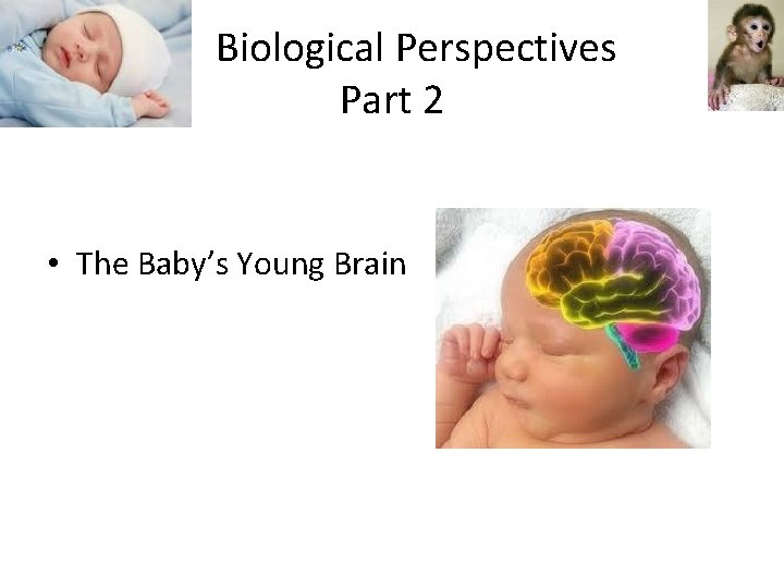  Biological Perspectives Part 2 • The Baby’s Young Brain 