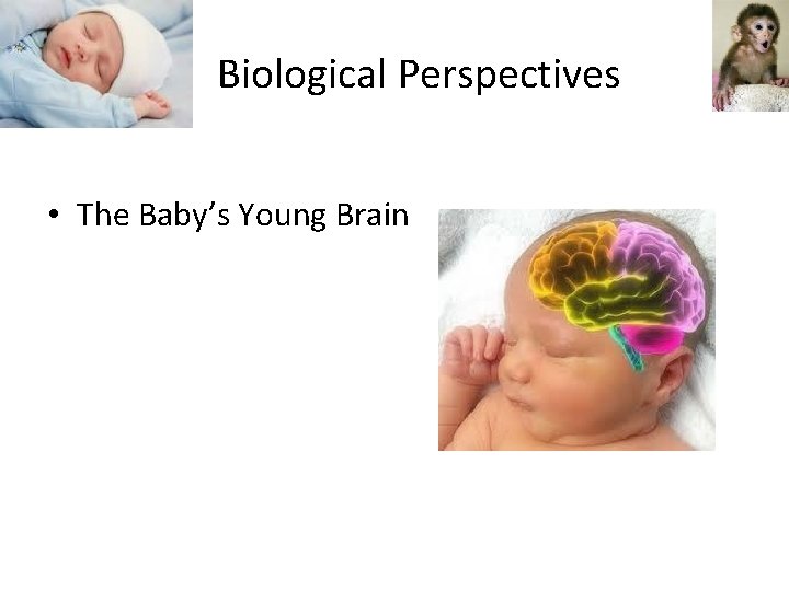  Biological Perspectives • The Baby’s Young Brain 