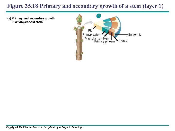 Figure 35. 18 Primary and secondary growth of a stem (layer 1) (a) Primary
