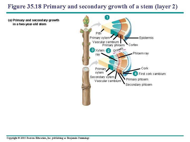Figure 35. 18 Primary and secondary growth of a stem (layer 2) (a) Primary
