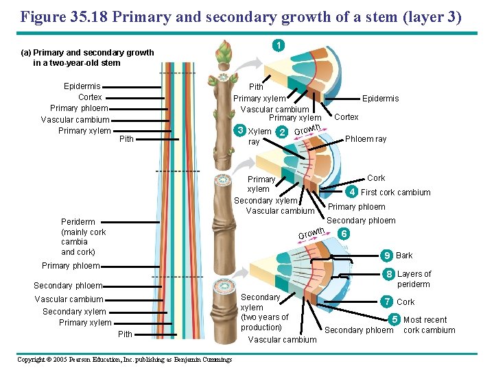 Figure 35. 18 Primary and secondary growth of a stem (layer 3) (a) Primary