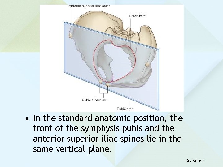  • In the standard anatomic position, the front of the symphysis pubis and