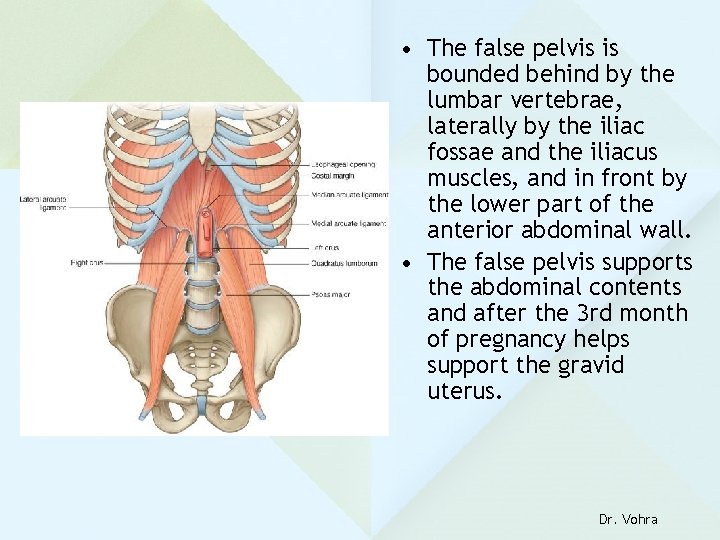  • The false pelvis is bounded behind by the lumbar vertebrae, laterally by