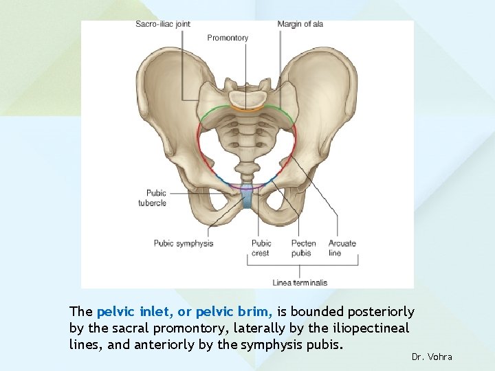 The pelvic inlet, or pelvic brim, is bounded posteriorly by the sacral promontory, laterally