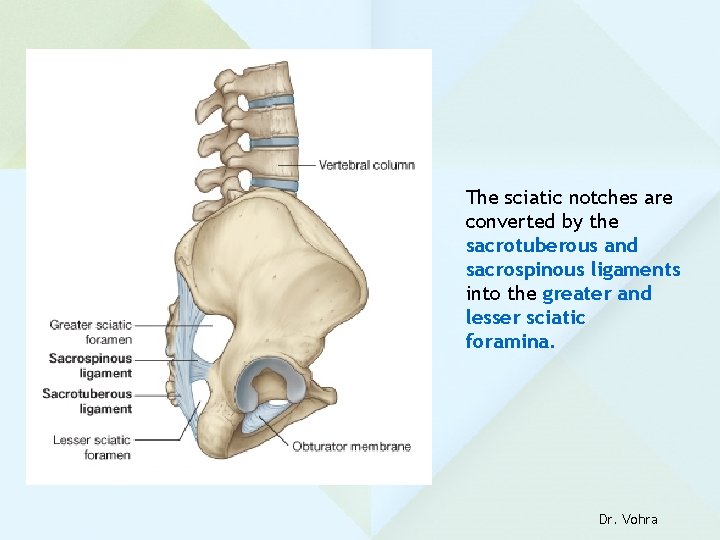 The sciatic notches are converted by the sacrotuberous and sacrospinous ligaments into the greater