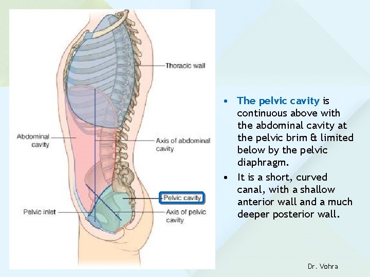  • The pelvic cavity is continuous above with the abdominal cavity at the