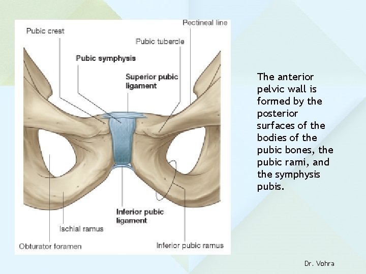 The anterior pelvic wall is formed by the posterior surfaces of the bodies of