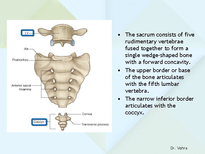  • The sacrum consists of five rudimentary vertebrae fused together to form a