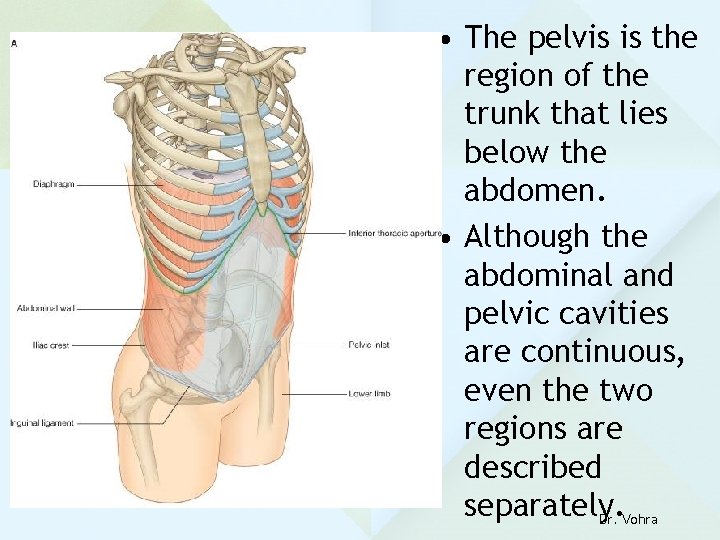  • The pelvis is the region of the trunk that lies below the