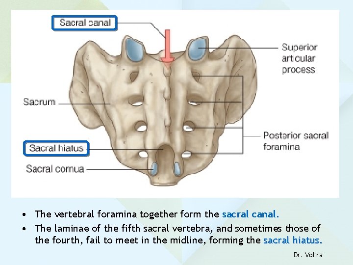  • The vertebral foramina together form the sacral canal. • The laminae of