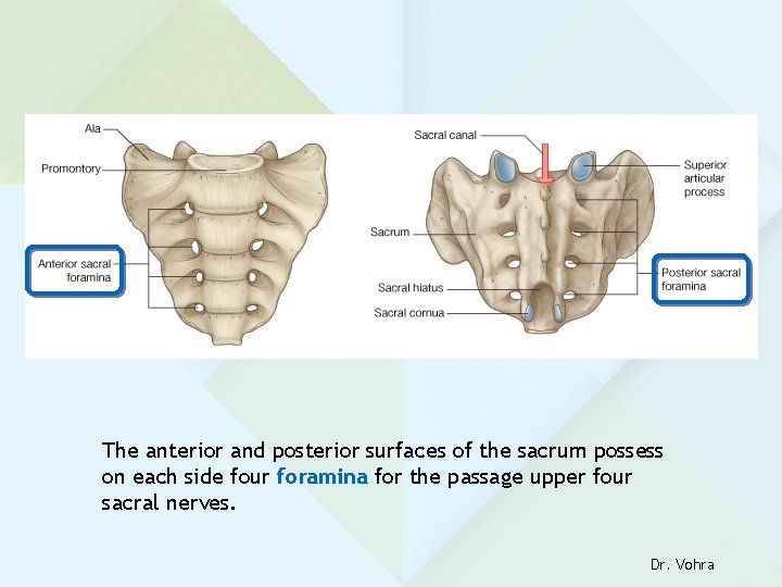 The anterior and posterior surfaces of the sacrum possess on each side four foramina