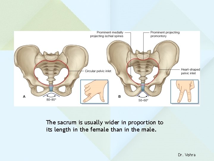 The sacrum is usually wider in proportion to its length in the female than