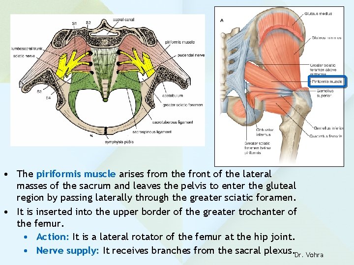  • The piriformis muscle arises from the front of the lateral masses of