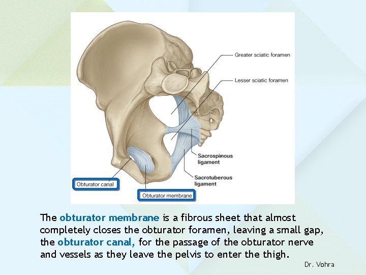 The obturator membrane is a fibrous sheet that almost completely closes the obturator foramen,