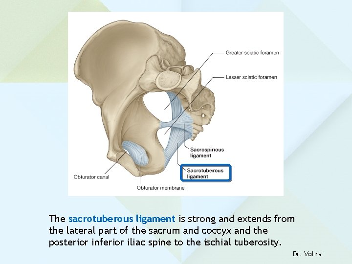 The sacrotuberous ligament is strong and extends from the lateral part of the sacrum