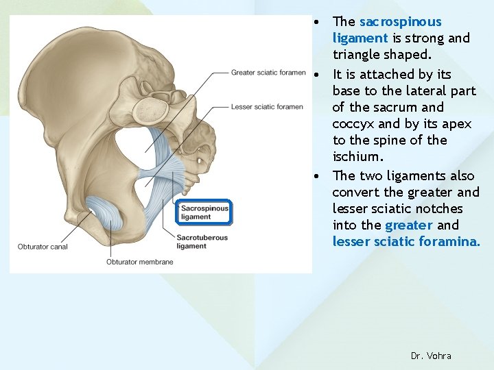  • The sacrospinous ligament is strong and triangle shaped. • It is attached