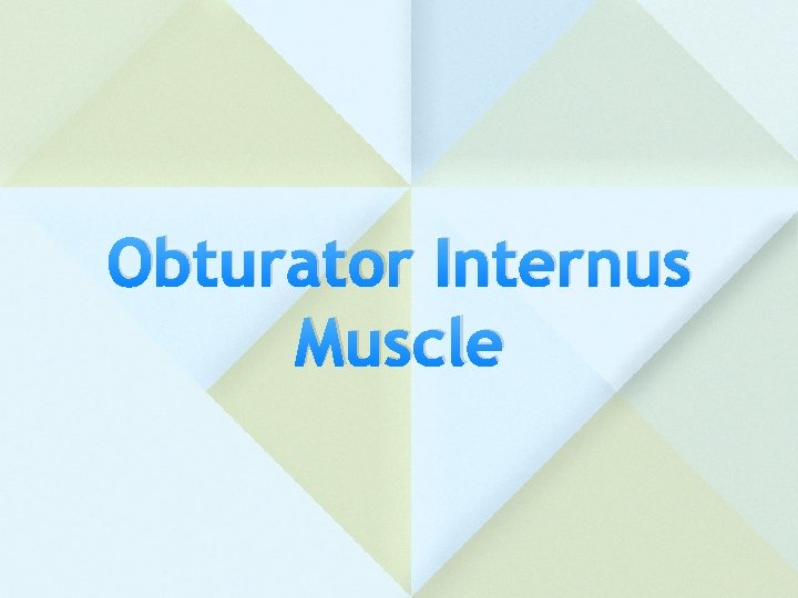 Obturator Internus Muscle 