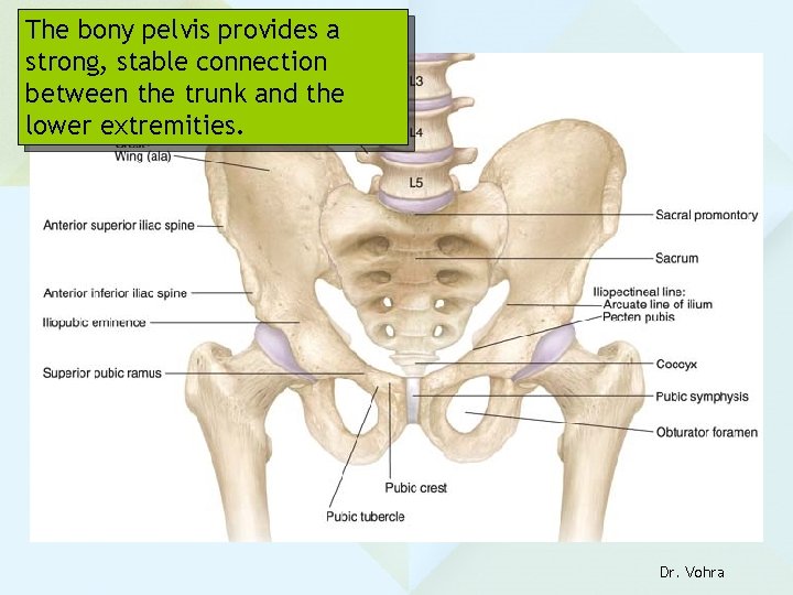 The bony pelvis provides a strong, stable connection between the trunk and the lower